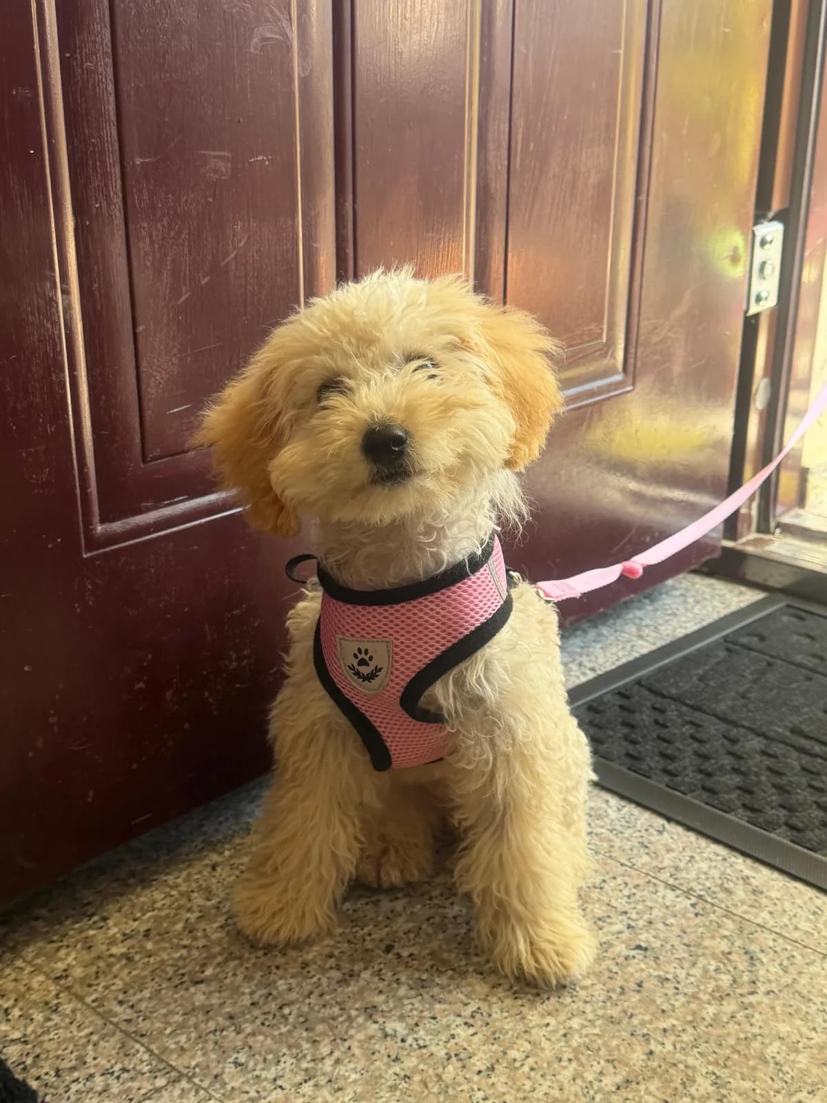 Shitet Toy Poodle, 3 muajshe — foto 1 nga 2