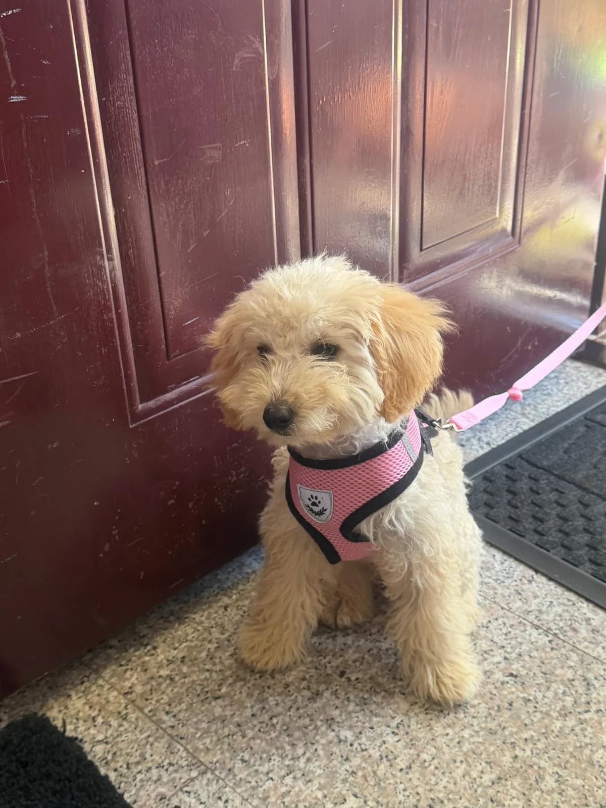 Shitet Toy Poodle, 3 muajshe — foto 2 nga 2