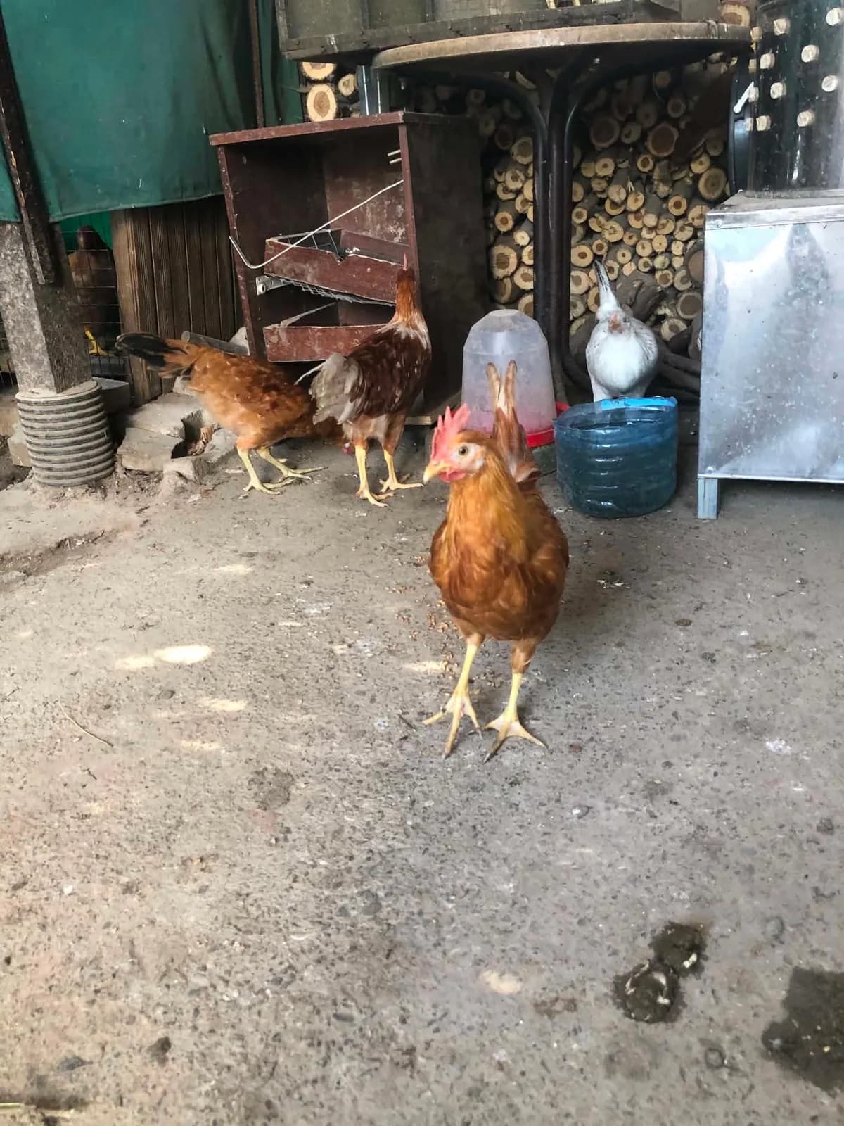 Leghorn Gold — shiten 8 pula, 1 knus dhe 6 zogj — foto 1 nga 1