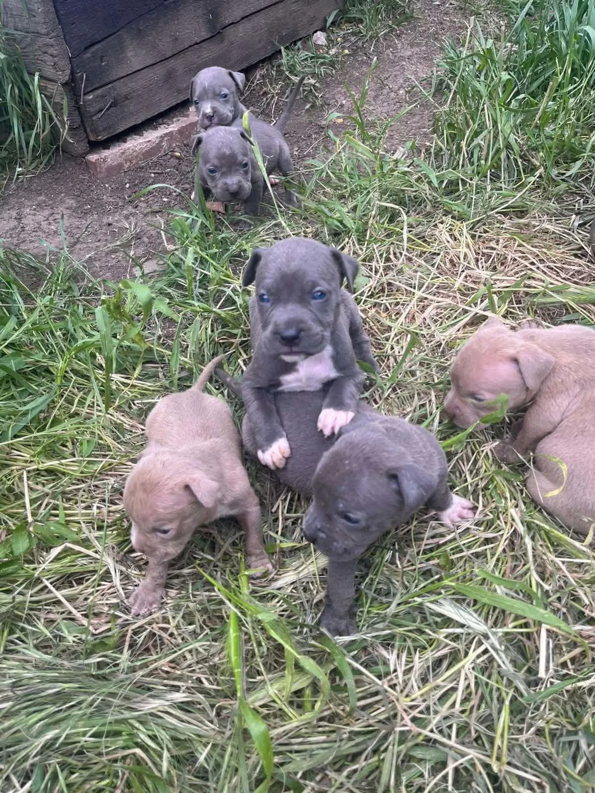 Blue nose pitbull, sy kaltër, këlysh — foto 2 nga 3
