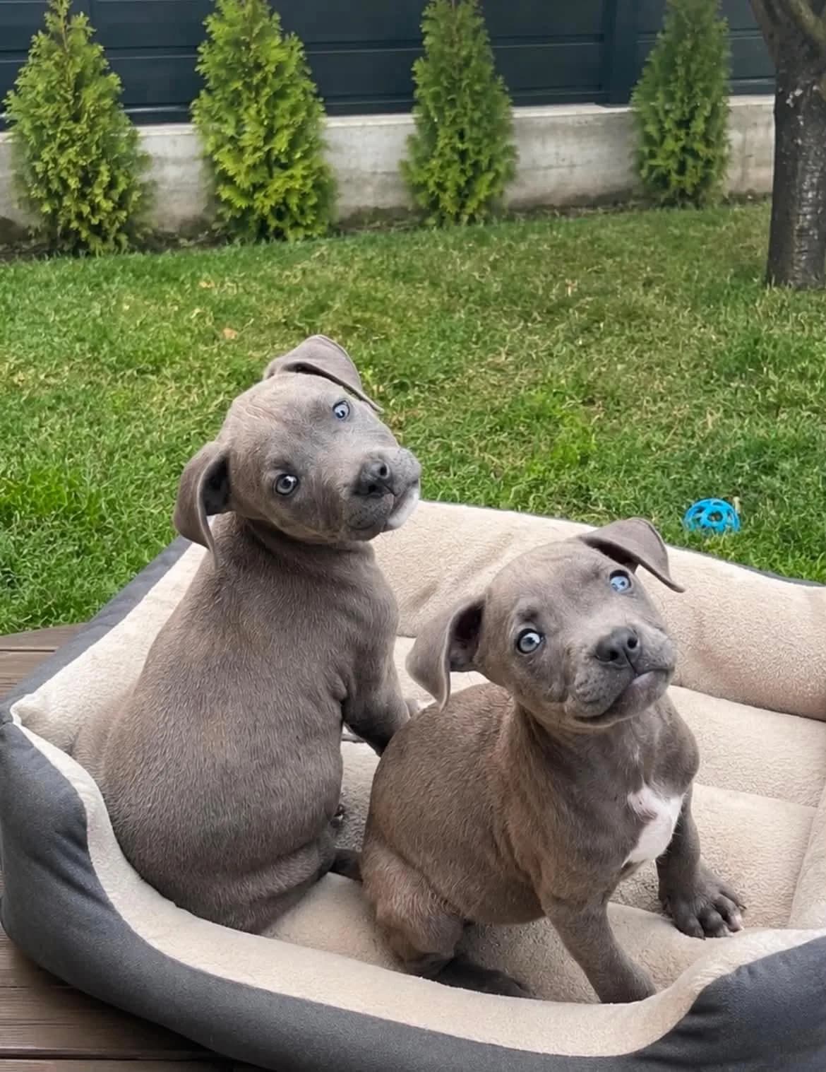 Blue nose pitbull, sy kaltër, këlysh — foto 1 nga 3
