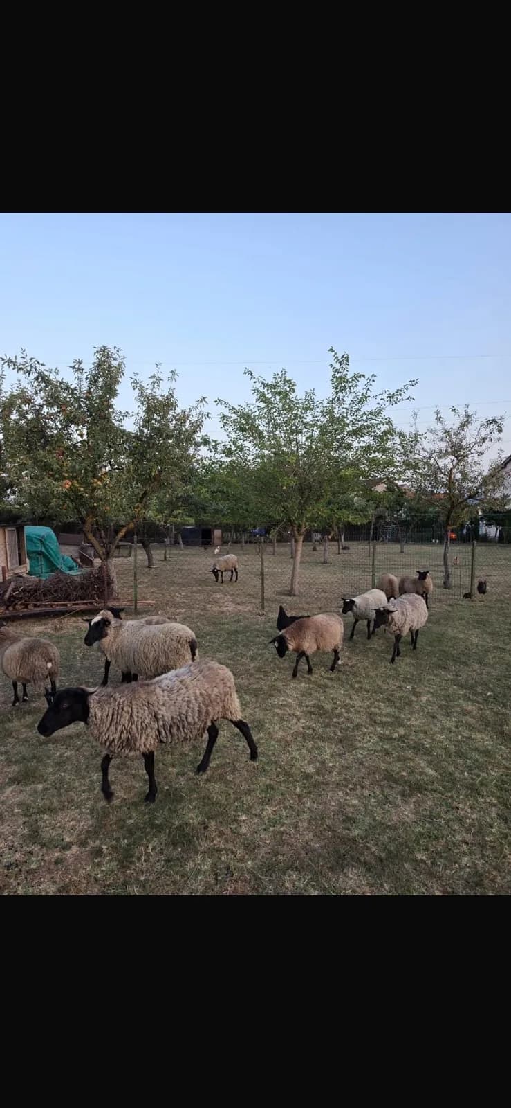 Qengja dhe dele Rumanovka — foto 2 nga 3