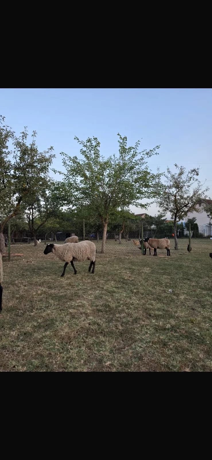Qengja dhe dele Rumanovka — foto 1 nga 3