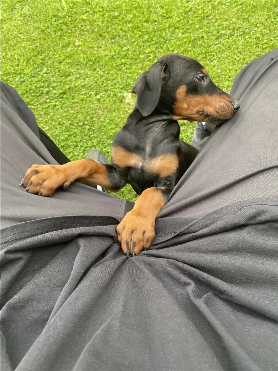Doberman 2 muajshe, femër — foto 1 nga 6