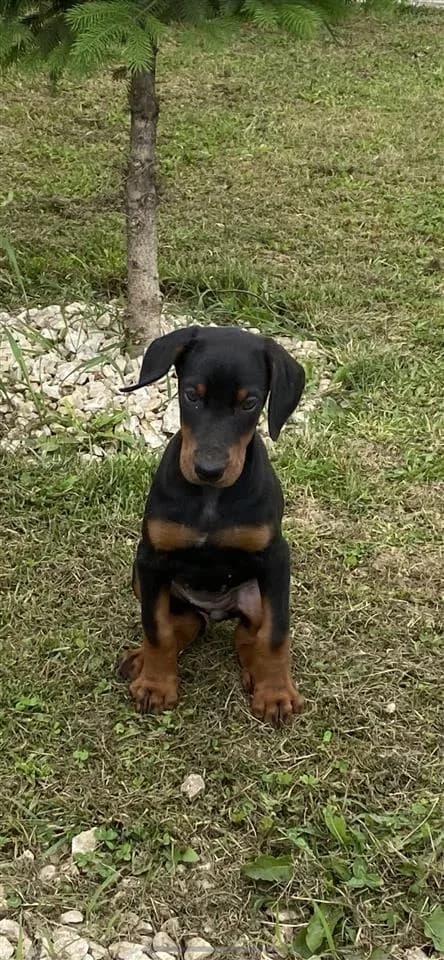 Doberman 2 muajshe, femër — foto 2 nga 6