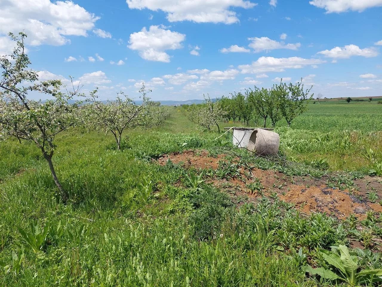 Pemishte me mollë — foto 2 nga 8