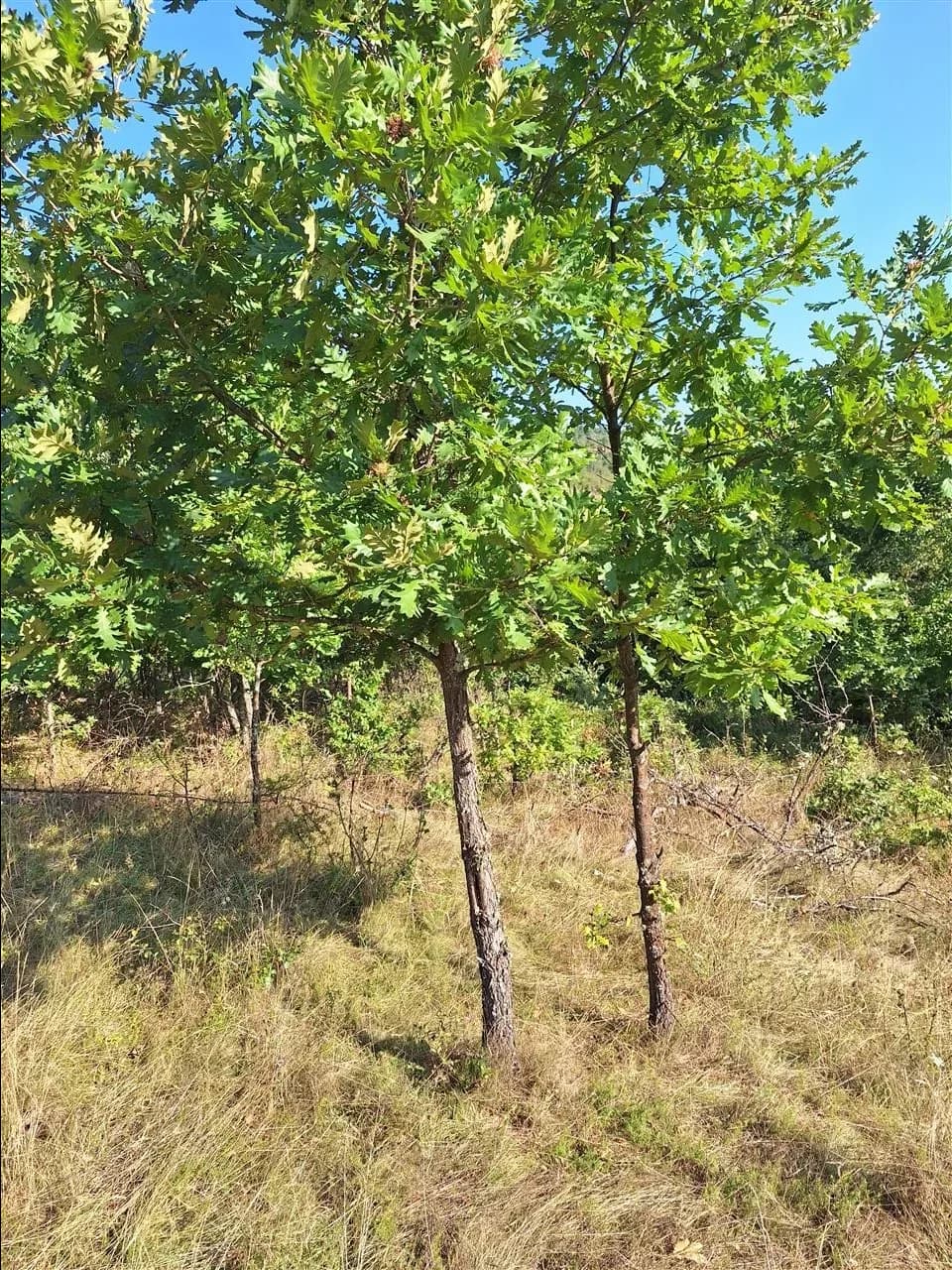Troje për shitje në Novobërdë (Makresh i Epërm) — foto 1 nga 7