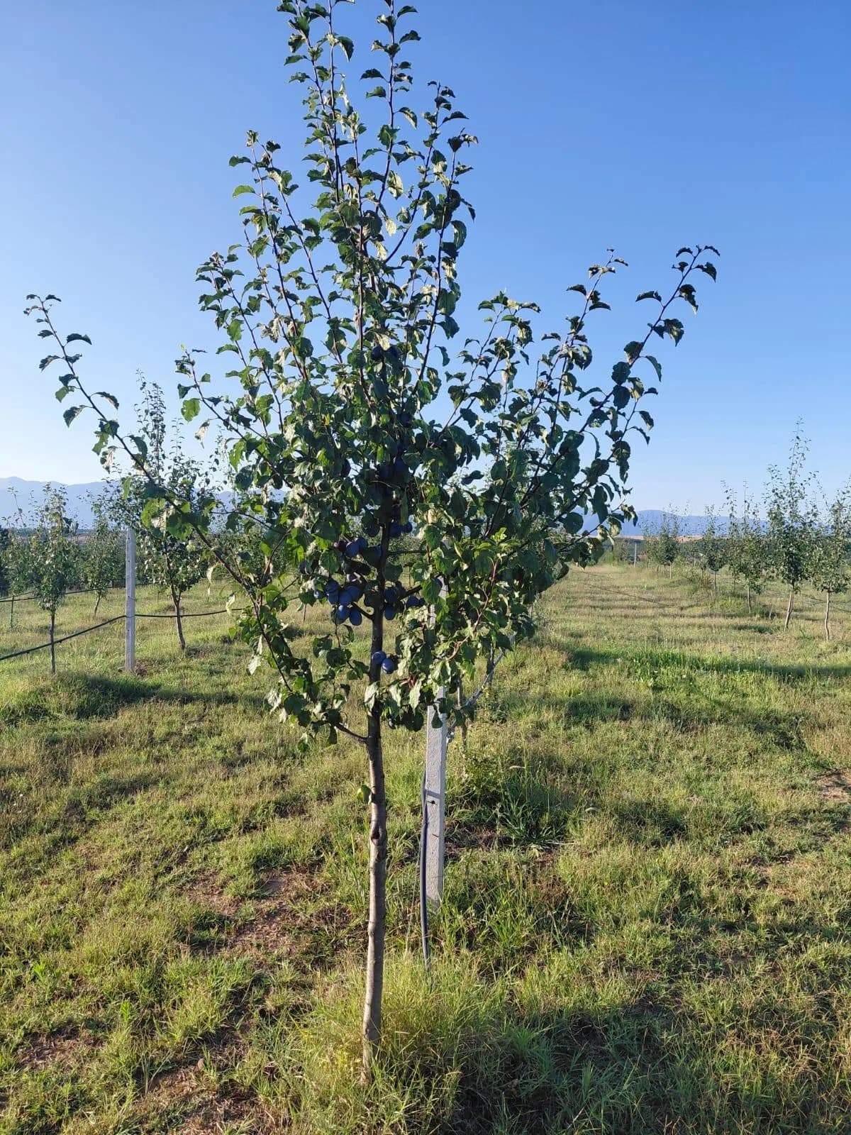 Shitet parcela me kumbulla, sip. 3.56 ha — foto 1 nga 12