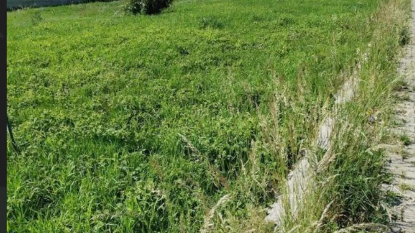 Tokë 9.80 ari ari në shitje — foto 2 nga 3