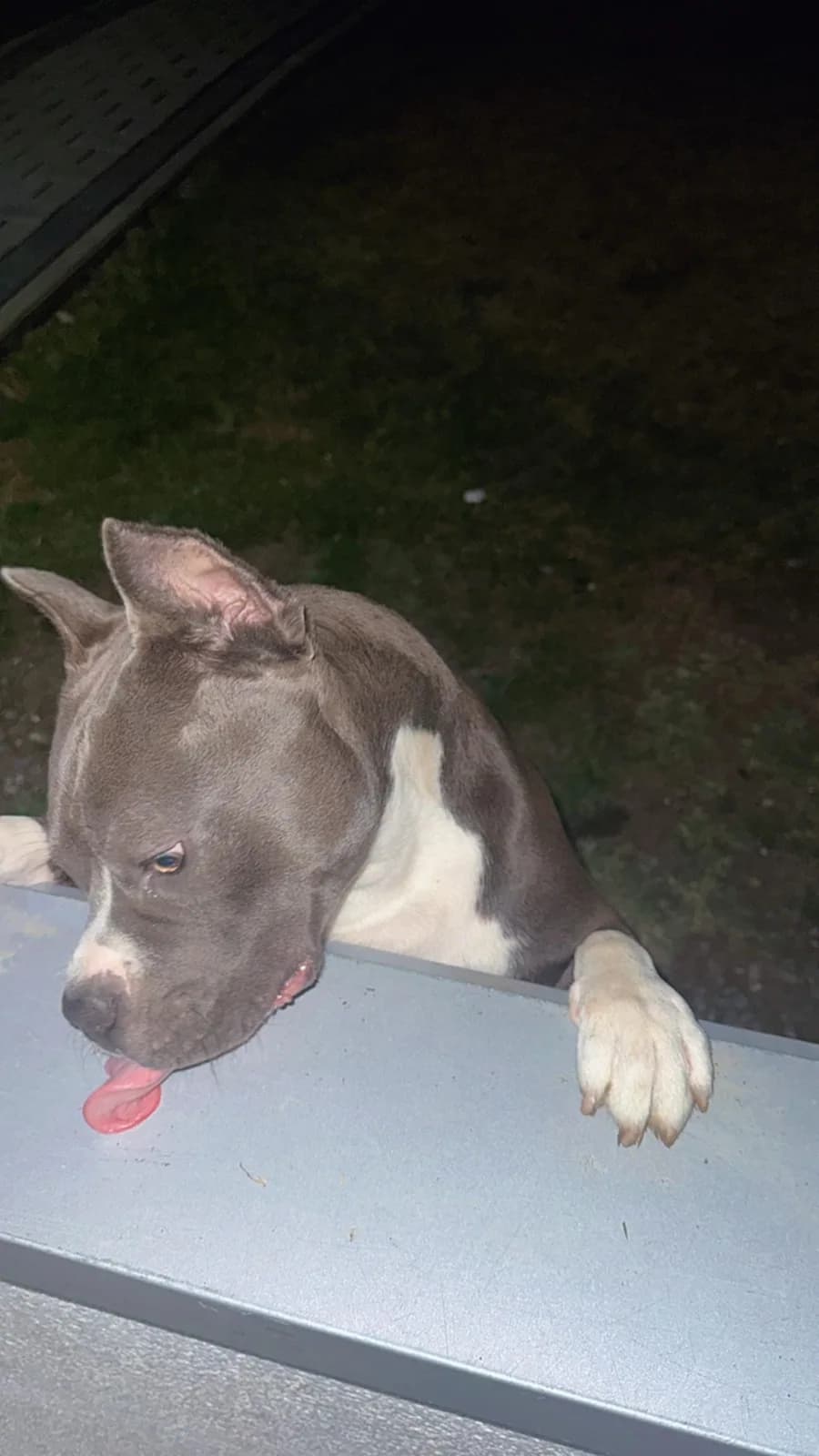 Pitbull Blue Nose — foto 1 nga 4
