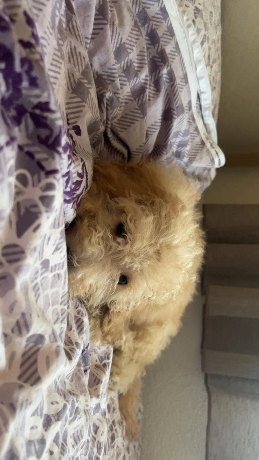 Mini Poodle — foto 2 nga 2
