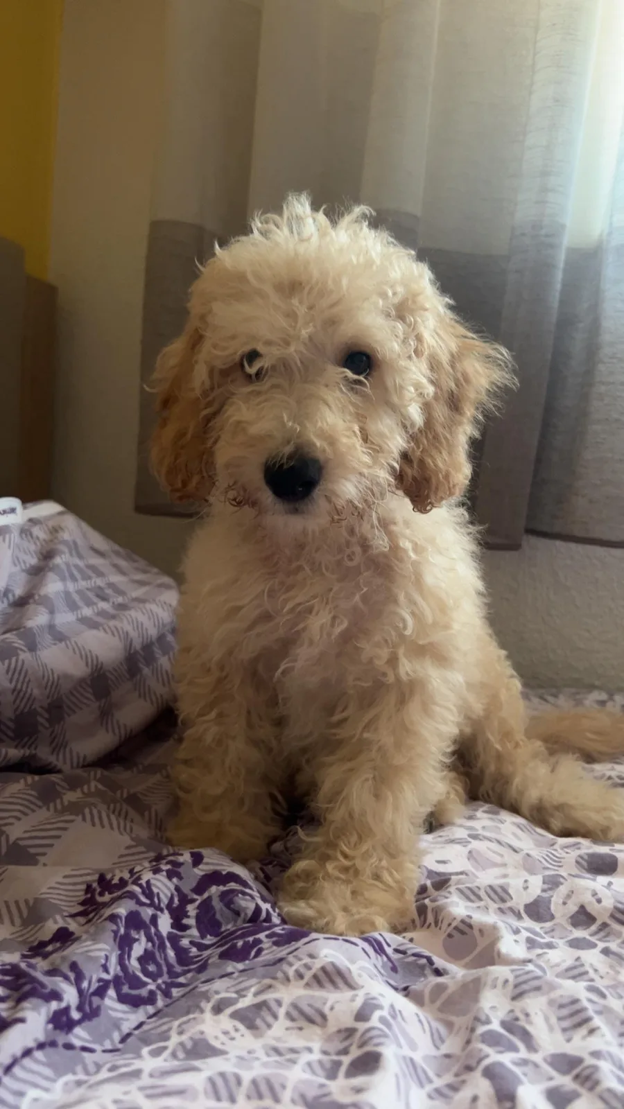 Mini Poodle — foto 1 nga 2