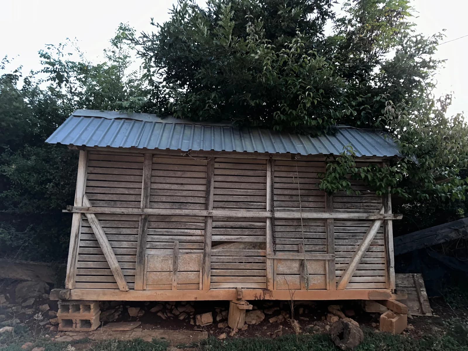 Shitet koshi i kallamoqit — foto 2 nga 2