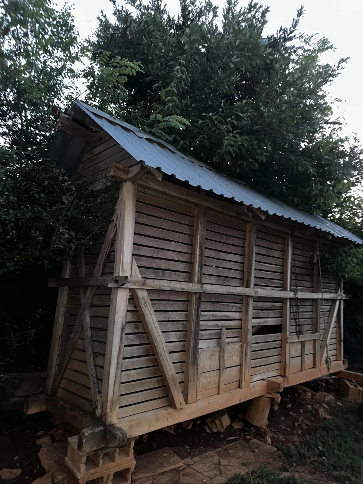 Shitet koshi i kallamoqit — foto 1 nga 2